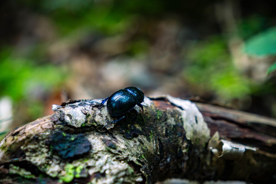 Macro shot of a dung beetle on a decaying log in Myślenice forest.