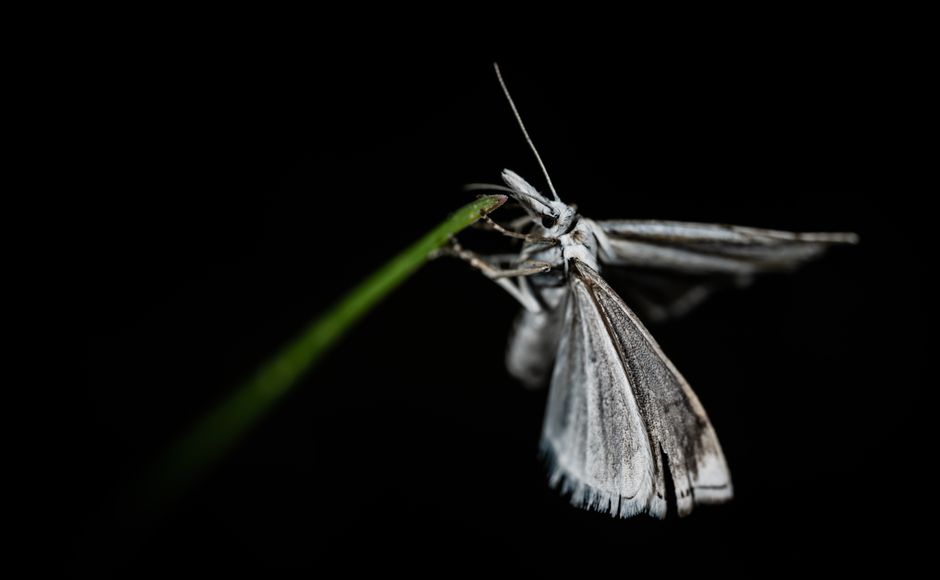 Close-up macro shot of a white moth perched on a green leaf against a dark background.