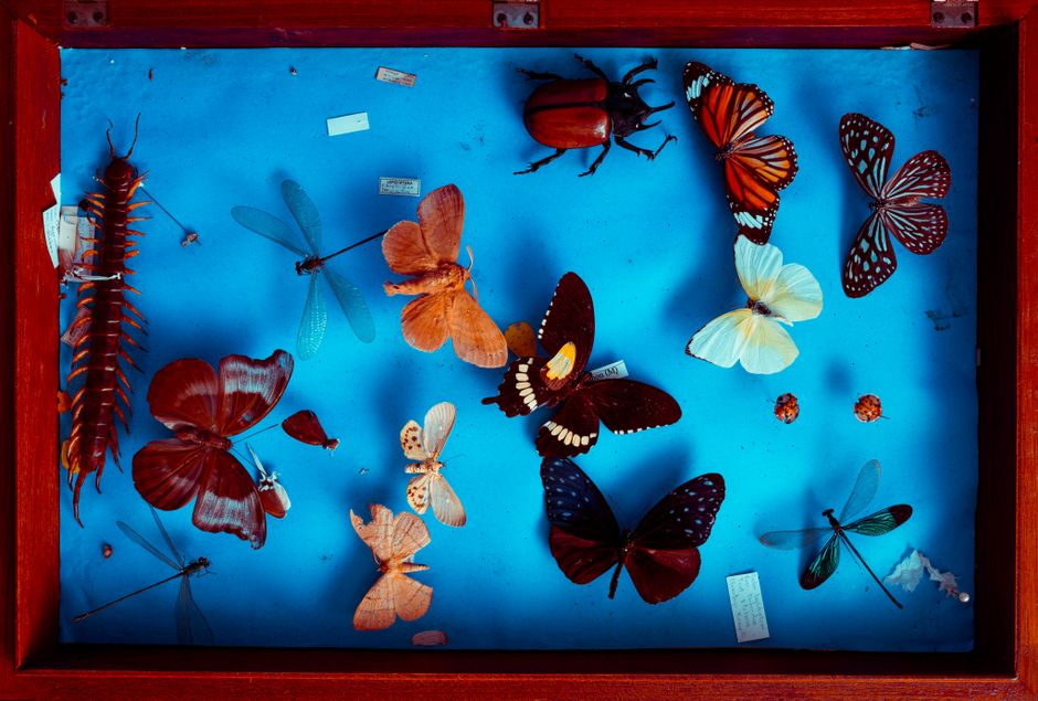 Vibrant arrangement of preserved insects including butterflies, beetles, and dragonflies.