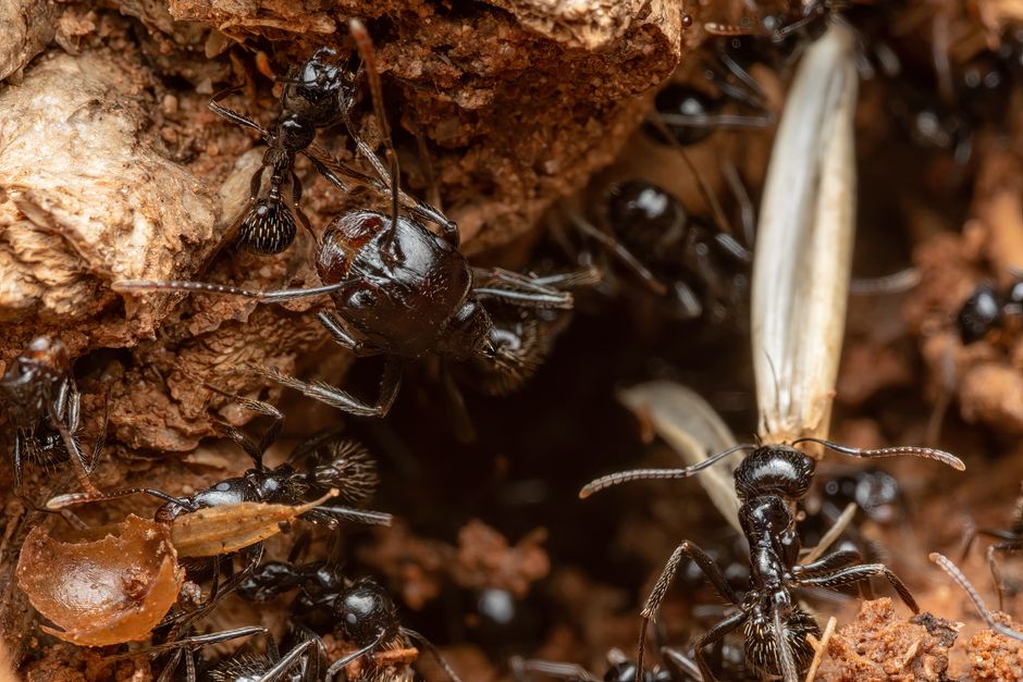 Macro shot of black ants in Picassent, Spain showing intricate underground behavior.
